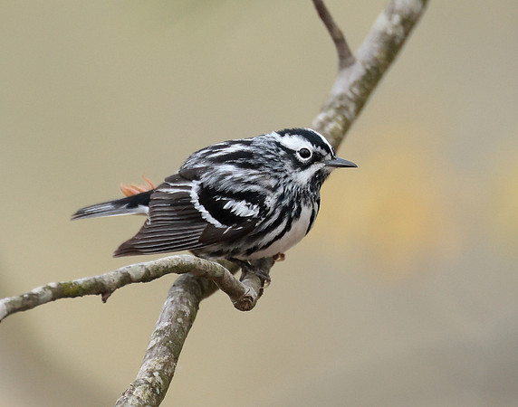 Black & White Warbler Mniotilta varia