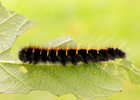 66.008 BF1638 Fox Moth Macrothylacia rubi