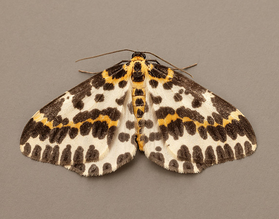 70.205 BF1884  Magpie Abraxas grossulariata