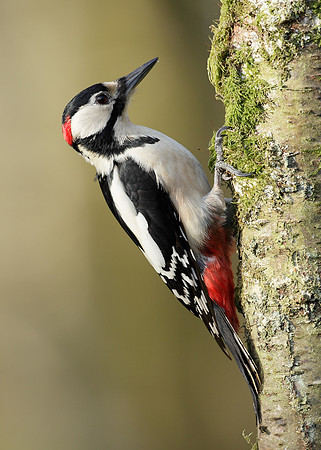 Great Spotted Woodpecker Dendrocopus major