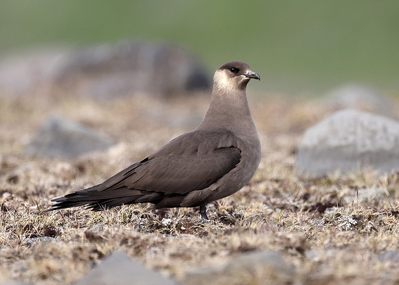 Arctic Skua Stercorarius parasiticus