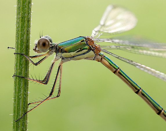 Willow Emerald Chalcolestes viridis