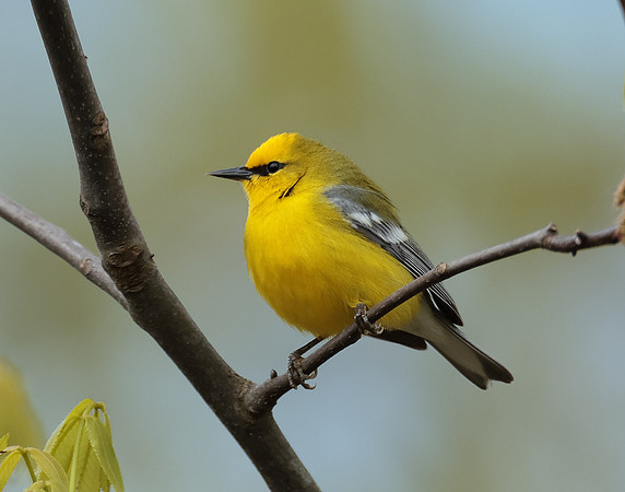 Blue-winged Warbler Vermivora cyanoptera