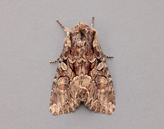 73.264 BF2158 Pale-shouldered Brocade Lacanobia thalassina