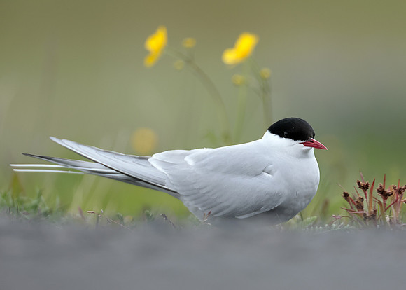 Arctic Tern Sterna paradisaea