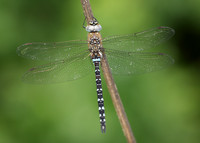 Migrant Hawker Aeshna mixta