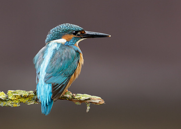 Kingfisher Alcedo atthis