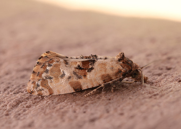 49.138 BF964a Neocochylis molliculana
