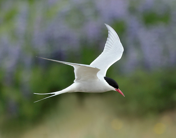 Arctic Tern Sterna paradisaea