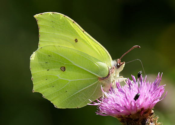 Brimstone Gonepteryx rhamni