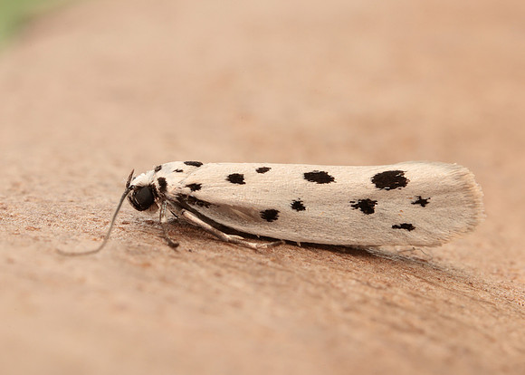 33.001 BF718 Ethmia dodecea