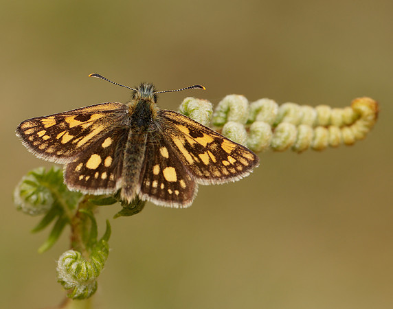 Chequered Skipper Carterocephalus palaemon