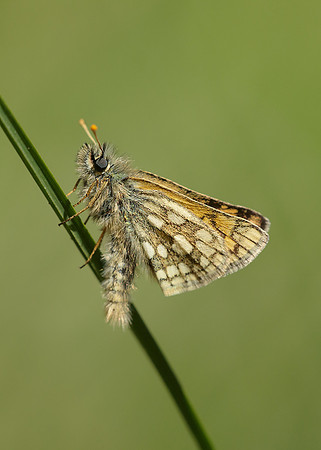 Chequered Skipper Carterocephalus palaemon