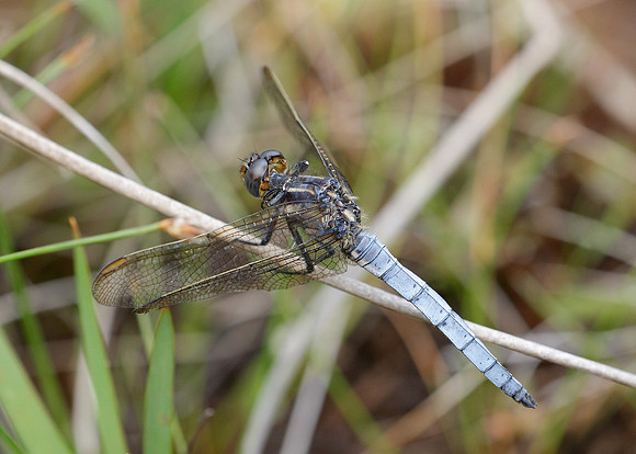 Keeled Skimmer Orthetrum coerulescens
