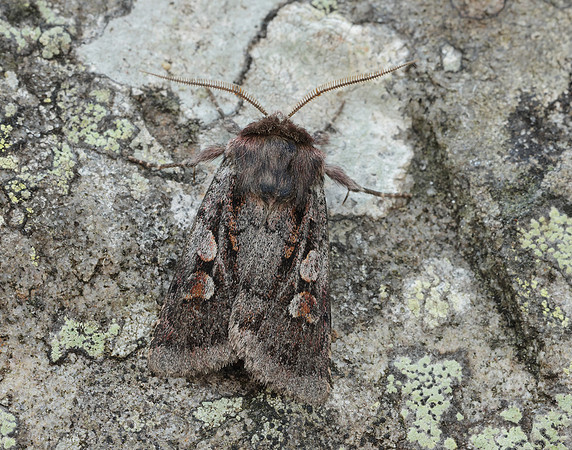 73.363 BF2125 Northern Dart Xestia alpicola