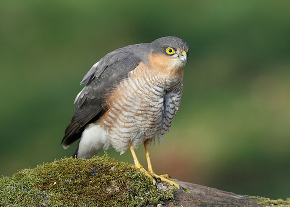 Sparrowhawk Accipiter nisus