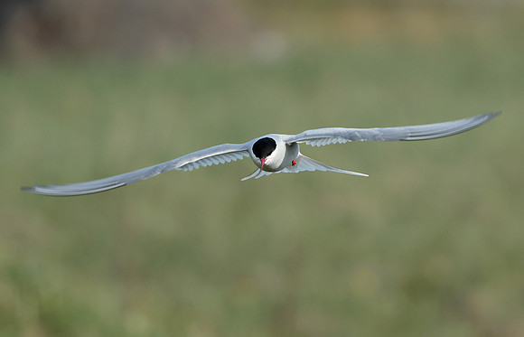 Arctic Tern Sterna paradisaea