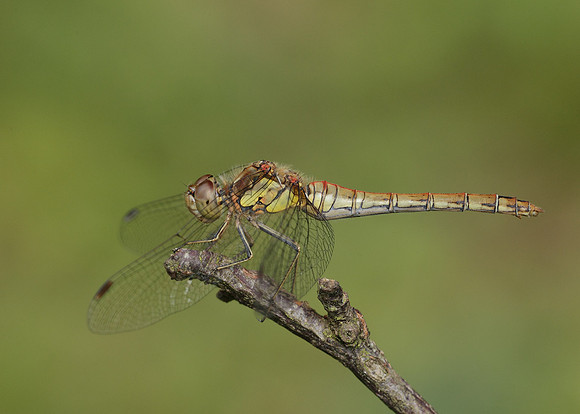 Common Darter Sympetrum striolatum