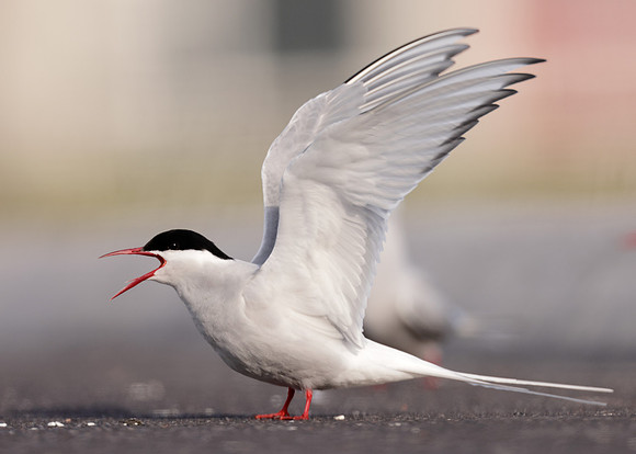 Arctic Tern Sterna paradisaea