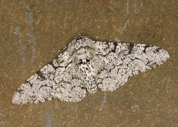 70.252 BF1931 Peppered Moth Biston betularia