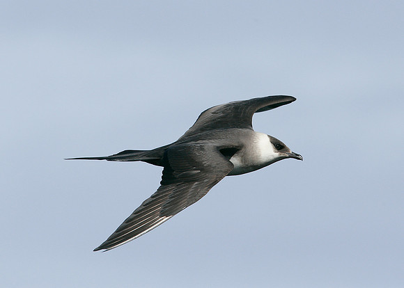 Arctic Skua Stercorarius parasiticus