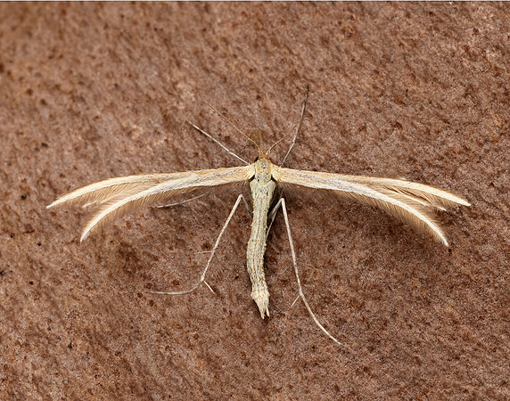 45.033 BF1510 Thyme Plume Merrifieldia leucodactyla