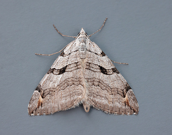 70.192 BF1867 Treble-bar Aplocera plagiata