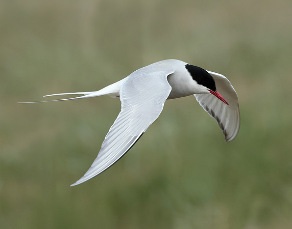 Arctic Tern Sterna paradisaea
