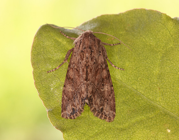 73.157 BF2333 Large Nutmeg Apamea anceps