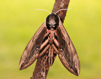 69.006 BF1976 Privet Hawk-moth Sphinx ligustri