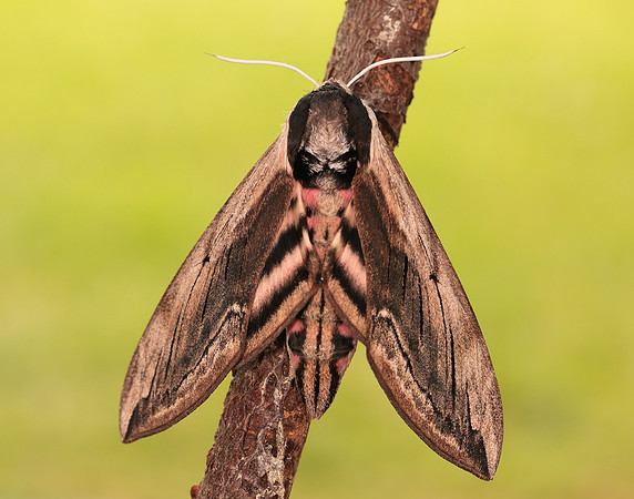69.006 BF1976 Privet Hawk-moth Sphinx ligustri