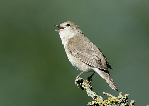 Garden Warbler Sylvia borin