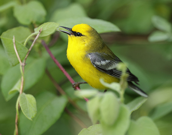 Blue-winged Warbler Vermivora cyanoptera