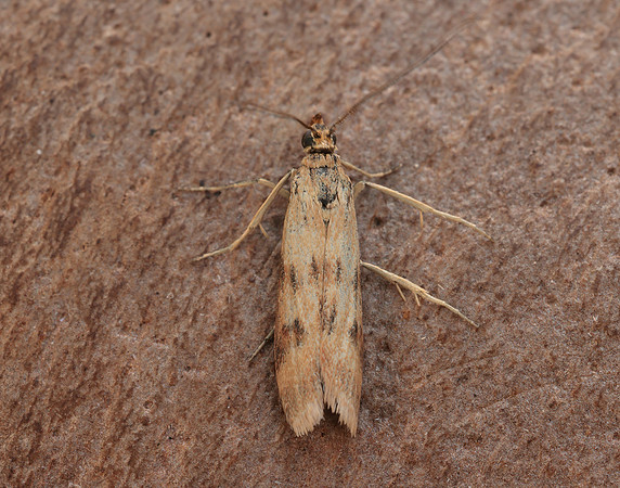 62.054 BF1481 Homoeosoma sinuella