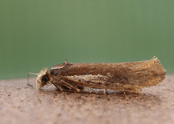 17.010 BF460 Ypsolopha parenthesella
