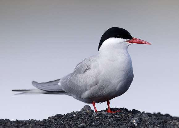Arctic Tern Sterna paradisaea