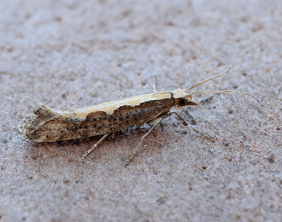 18.001 BF464 Diamond-back Moth Plutella xylostella