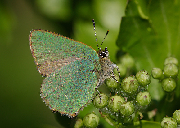 Green Hairstreak Callophrys rubi