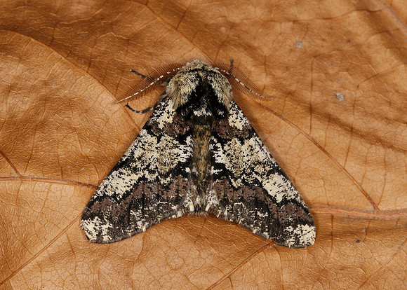 70.251 BF1930 Oak Beauty Biston strataria