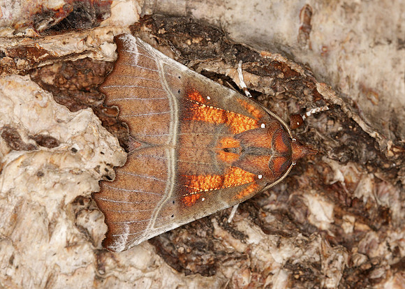 72.001 BF2469 Herald Scoliopteryx libatrix