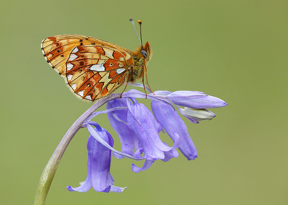 Pearl-Bordered Fritillary Boloria euphrosyne