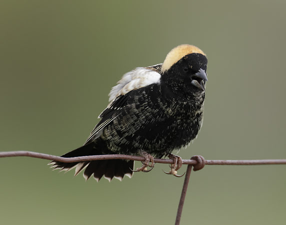Bobolink Dolichonyx oryzivorus
