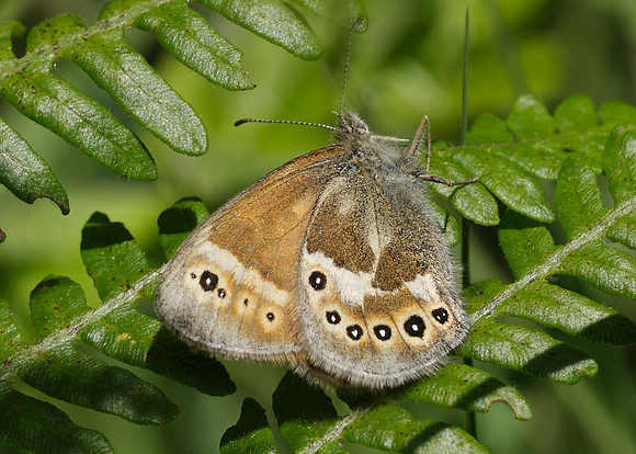 Large Heath Coenonympha tullia davus