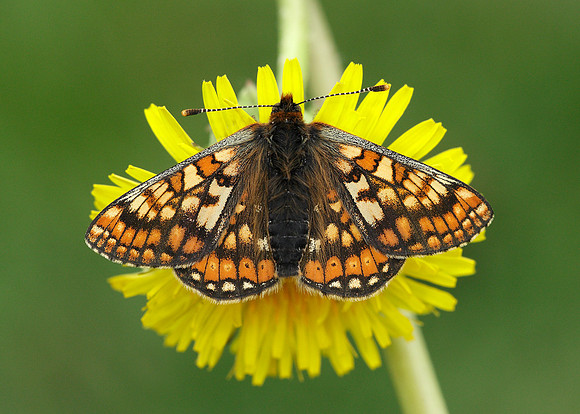 Marsh Fritillary Euphydryas aurinia