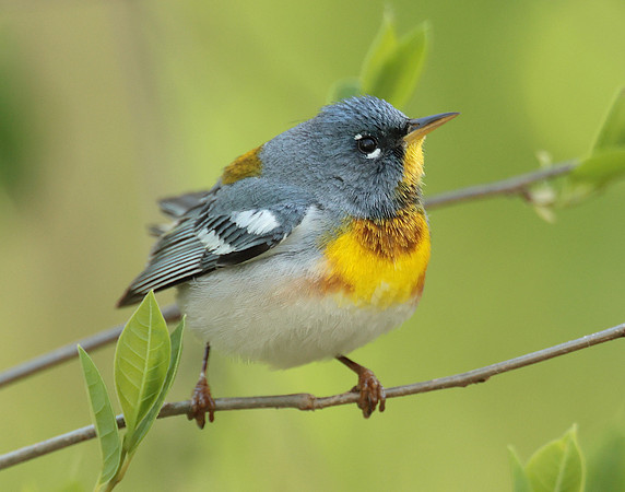 Northern Parula