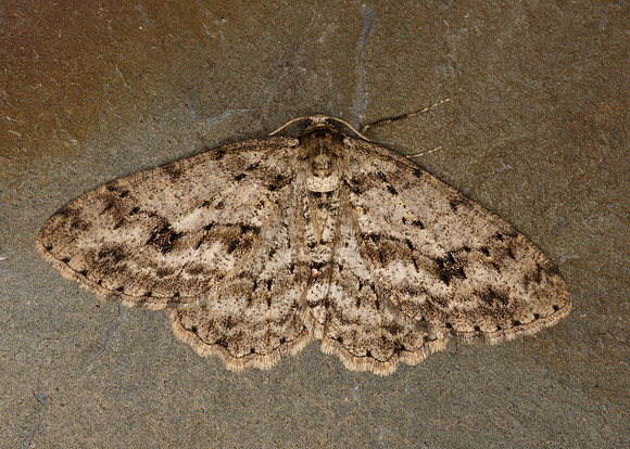 70.270 BF1947 Engrailed Ectropis bistortata