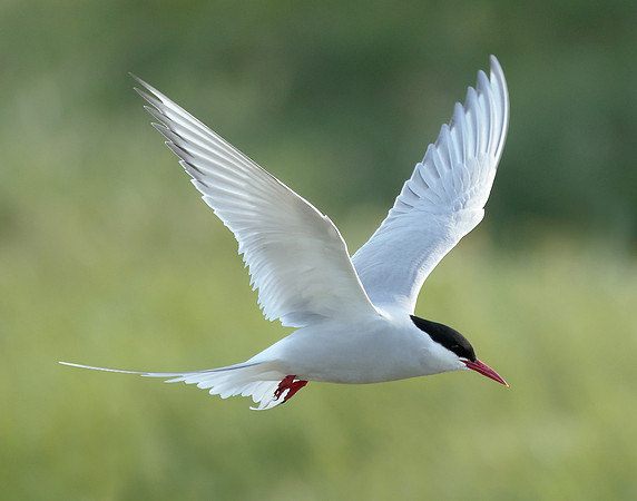 Arctic Tern Sterna paradisaea