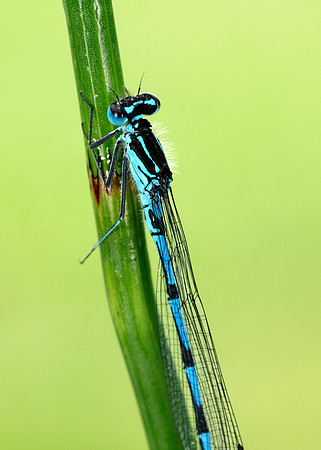 Variable Damselfly Coenagrion pulchellum
