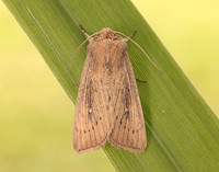 73.302 BF2204 Obscure Wainscot Leucania obsoleta
