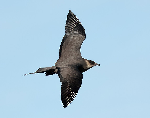 Arctic Skua Stercorarius parasiticus